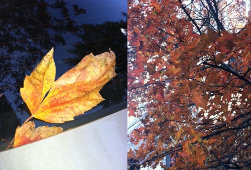gratefulness-leaves fall leaves