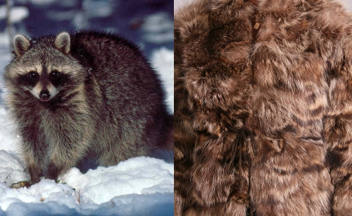 How to Identify Vintage Mink, Fox, Rabbit, Beaver & Raccoon Furs How to Identify Vintage Mink, Fox, Rabbit, Beaver & Raccoon Furs