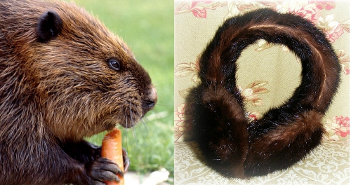 How to Identify Vintage Mink, Fox, Rabbit, Beaver & Raccoon Furs How to Identify Vintage Mink, Fox, Rabbit, Beaver & Raccoon Furs