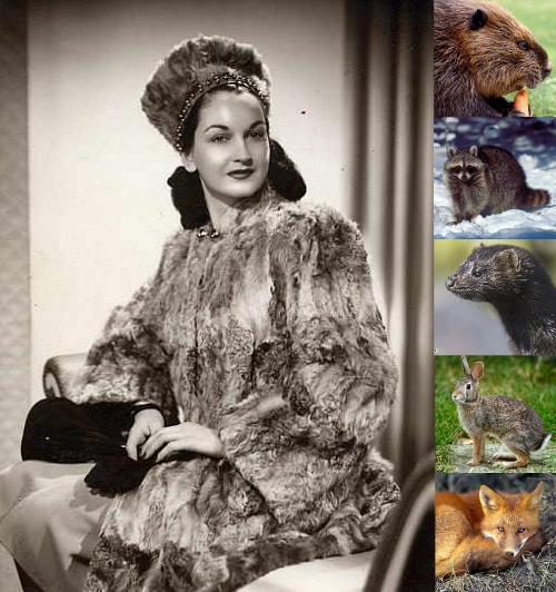 How to Identify Vintage Mink, Fox, Rabbit, Beaver & Raccoon Furs How to Identify Vintage Mink, Fox, Rabbit, Beaver & Raccoon Furs